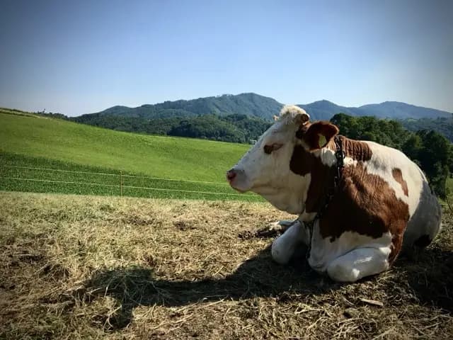 Krave